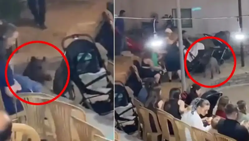 Yaban Domuzu Düğünde Paniğe Neden Oldu: Misafirlerin Tepkileri Şaşırtıcıydı