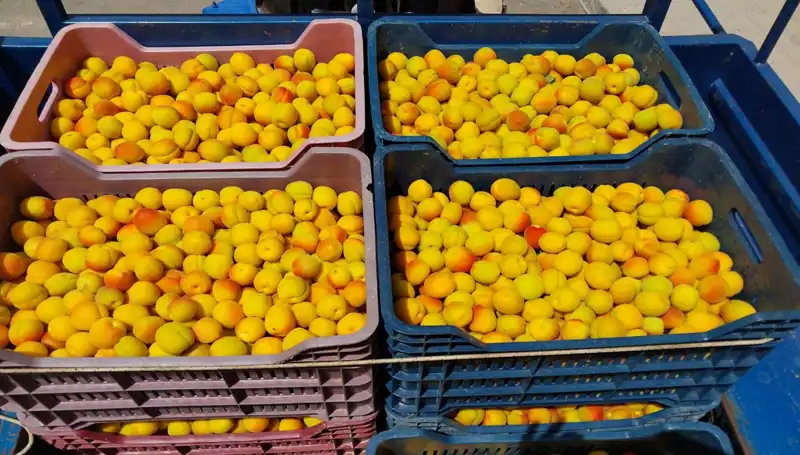 İlk Hasat Sevinci: Çiftçiler 500 TL'den Ürünlerini Satmaya Başladı!