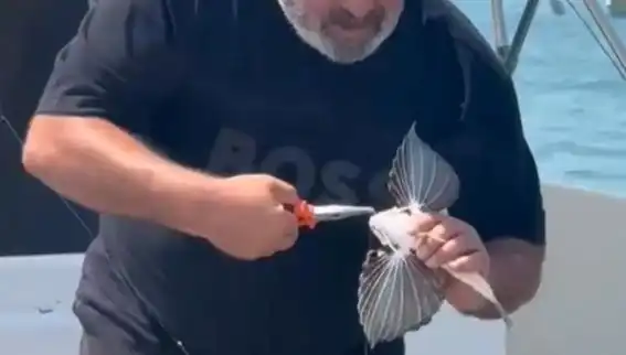 Saros Koyu'nda Nadir Kırlangıç Balığı Oltaya Takıldı, Balık Avı Tutkunları Şaşırdı!