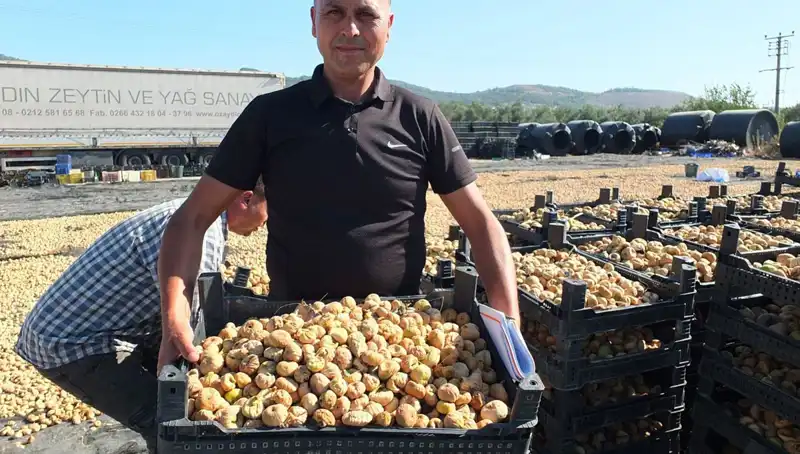 Balıkesir'de Hasat Sezonu: Çin ve Rusya Pazarlarına İhraç Başladı