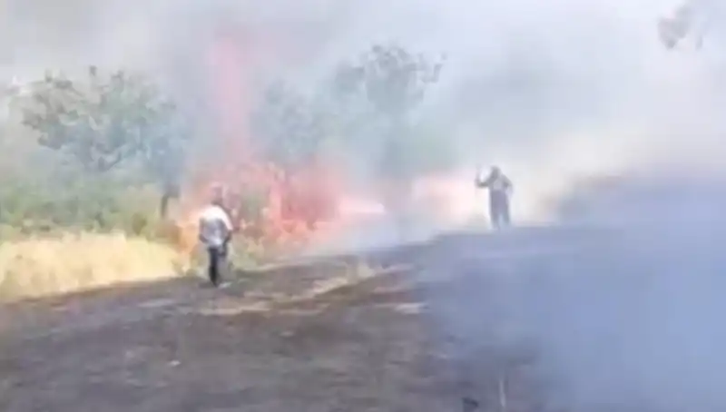 Çay için Yakılan Ateş, Fıstık Ağaçlarına Zarar Verdi: Çevre Krizi Büyüyor!