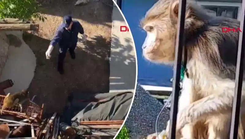 Muğla'da Şaşkınlık Yaratan Maymun Kovalamacası: Neler Oluyor?