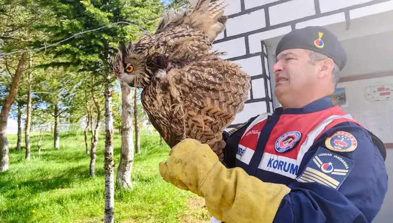 Dikenli Tellere Takılan Puhu, Kurtarıcılarıyla Yeni Hayat Buldu
