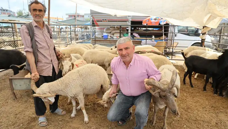 Kurban Pazarında Fırtına Gibi Esti: Dört Boynuzlu Koçların Yükselişi