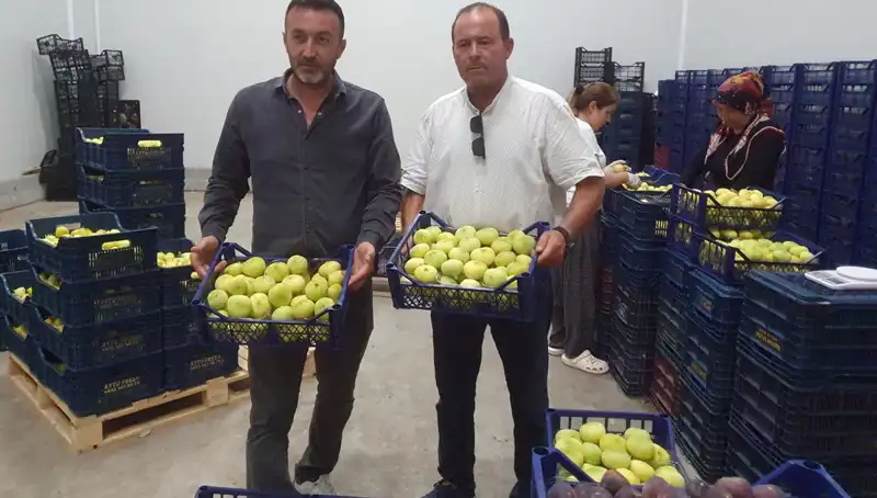 Mersinli Çiftçilerin Yüzü Güldü: Narenciye İhraçında Büyük Artış!