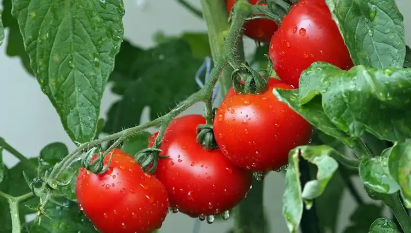 Milyonlarca Yıl Önceki Domatesler İnsan Sağlığını Nasıl Etkiliyor?