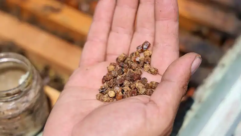 Eskiden Göz Ardı Edilen Besin, Şimdi 3 Bin TL’den Tüketiliyor!