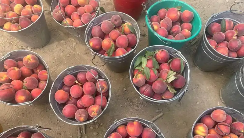 Çiftçiden Canlı Hasat Müjdesi: Fiyatlar 100 Liraya Ulaştı!