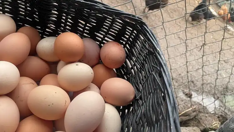 Okullar Açılıyor: En Ucuz Protein Kaynağıyla Öğrencilerin Beslenmesine Önemli Destek