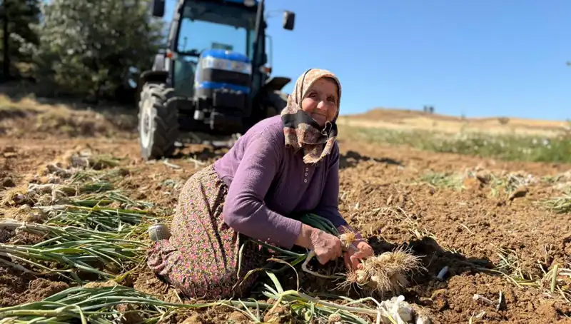 Dünyaca Ünlü Selenyum Kaynağı: Tarladan Günlük 1200 Lira Gelir Elde Ediliyor