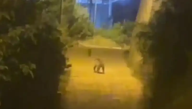 Gümüşhane'de Şehir Merkezine Ayı İndi! Vatandaşlar Şokta