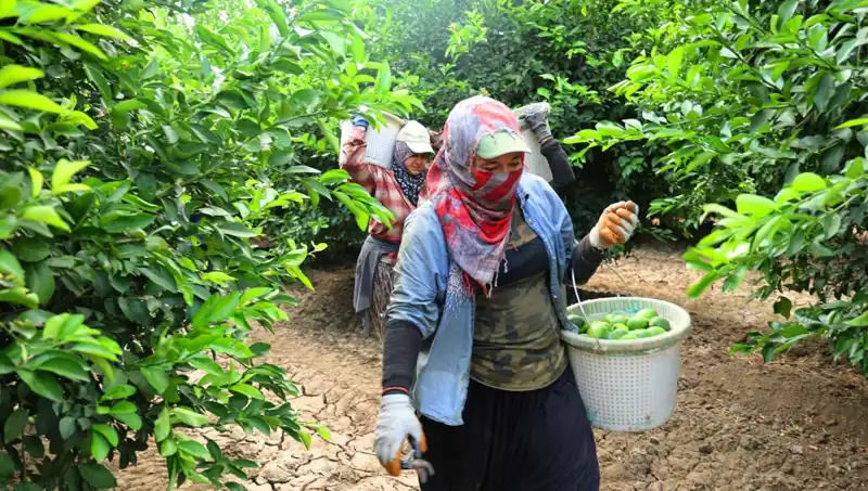 Markette Kilo Fiyatları 150 Lirayı Geçti: Müjdeli Hasat Geliyor