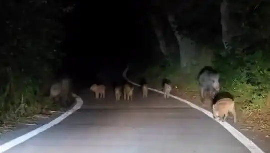 Elazığ’da Domuz Sürüsü Yola İndi, Sürücüleri Şaşırttı!