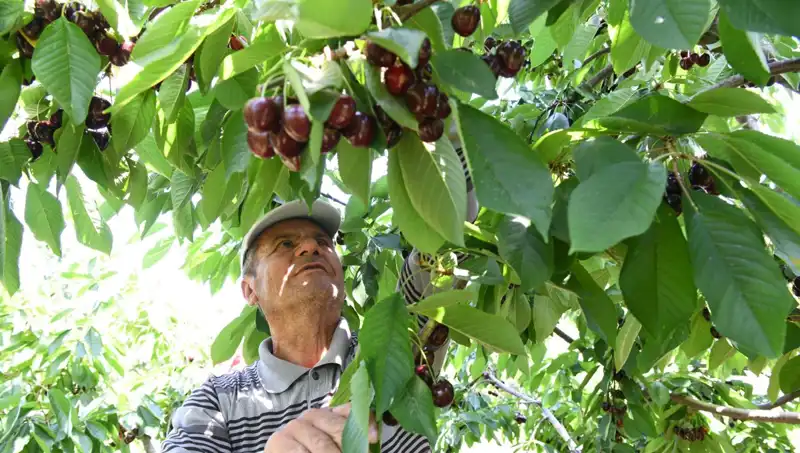 Lapseki Devi: Çay Bardağına Sığmayan Devasa Meyve!