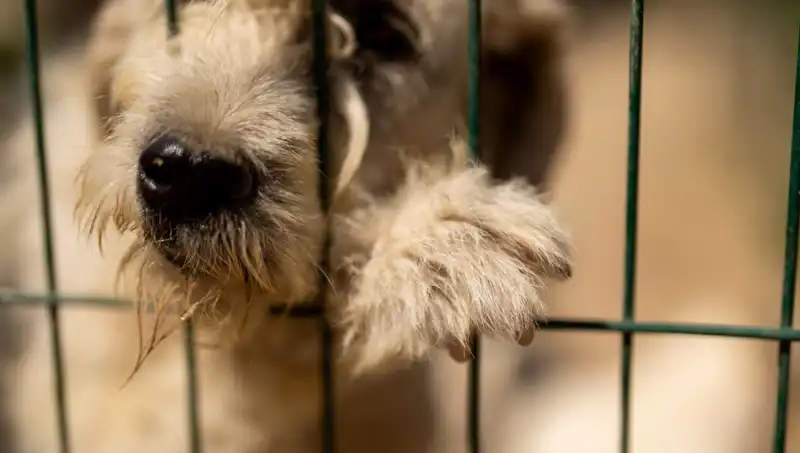 Ailesi Tarafından İhmale Uğrayan Çocuk, Köpek Gibi Havlayarak İletişim Kurmaya Başladı