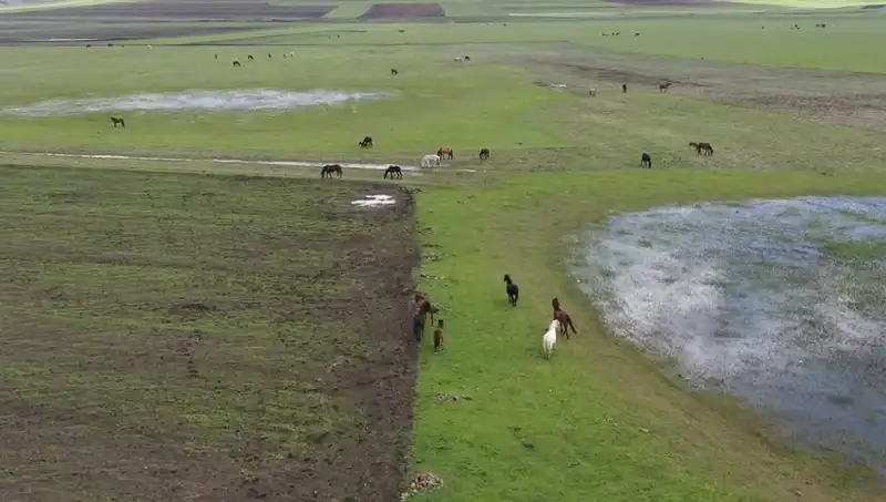 Kars'ın Yeşeren Doğasında Yılkı Atlarının Büyüleyici Manzarası