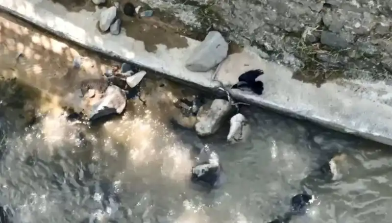 Karga ve Yılan Arasındaki Hayatta Kalma Mücadelesi: Sıradışı Bir Savaş