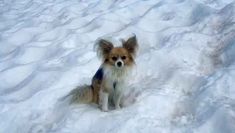 Buzul Yarığına Düşen Adamı Sadık Köpeği Asfaltı Buz Tutmadan Kurtardı