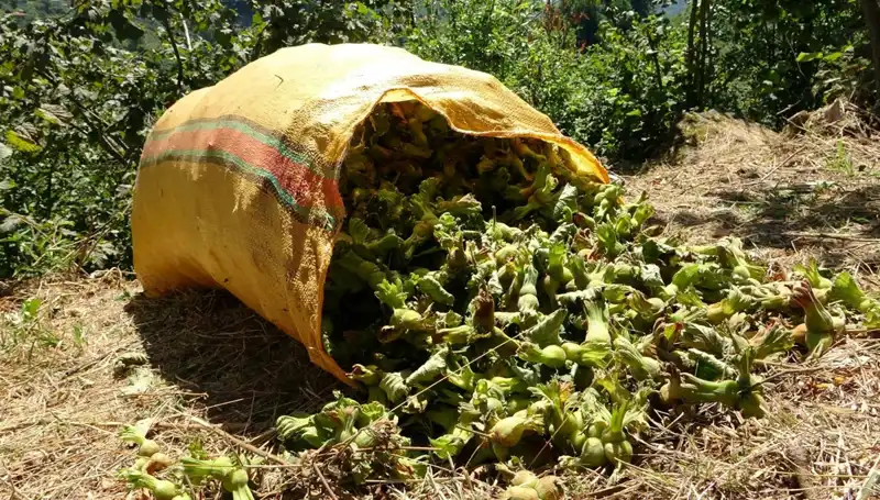 Fındık Season Duyurusu: Giresun'da Hasat Zamanı Geldi!