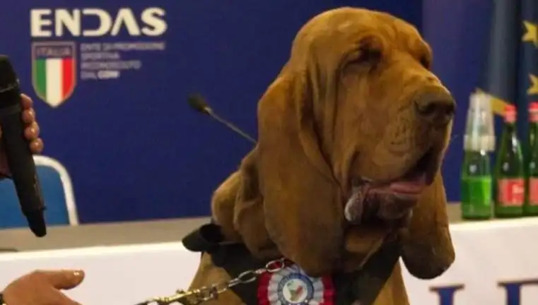 Arama Köpeğine Yapılan Suikast: Çivili Sosisle Vahşice Öldürüldü!
